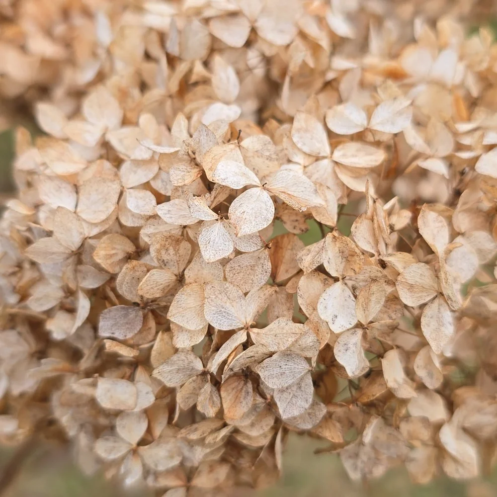N/A bunch dried